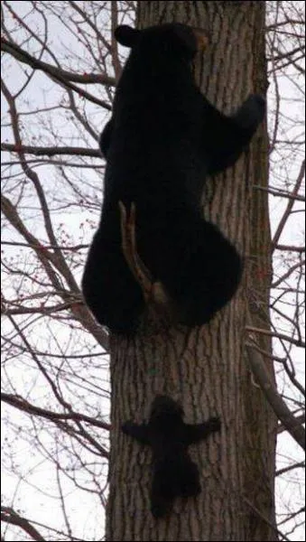 Comment est surnomm l'ours dans  Le roman de Renart  ?