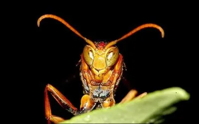 Par ses touches dmoniaques, elle fut surnomme  La gupe  !