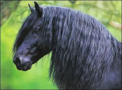 Quelle est la race de ce cheval ?