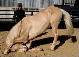 Comment s'appelle cette figure de dressage ?