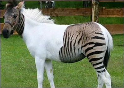 Comment se nomme cette race de cheval ?