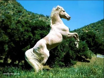 Quelle figure excute ce cheval ?