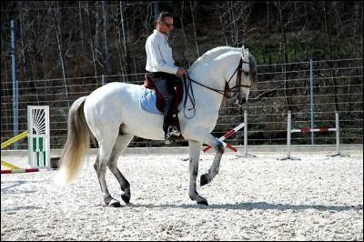 Quelle est la figure de dressage reprsente ici ?