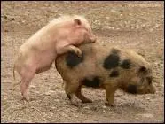 La truite est la femelle du cochon.