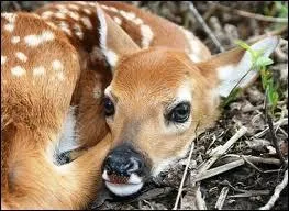 Comment se nomme sa femelle ?