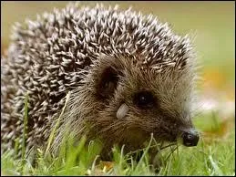 L'hrissonne est la femelle :