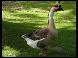 Comment s'appelle la femelle du jars ?