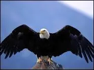 L'aiglesse est la femelle de l'aigle.