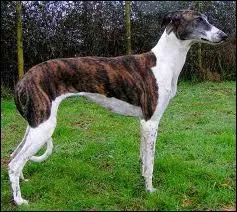 Comment s'appelle la femelle du lvrier ?