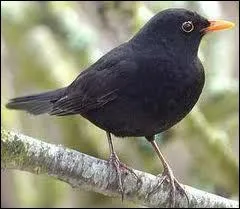 La merlesse est la femelle du merle.