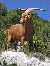 Et la femelle du bouc, alors ?