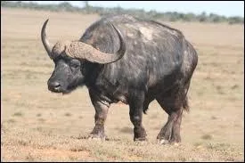 Quelle est la femelle du buffle ?
