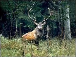 Comment s'appelle la femelle du cerf ?