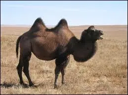 Et celle du chameau, alors ?