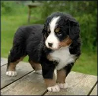 Quelle est cette race de chien ?