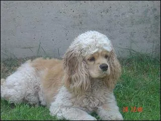 De quelle race est ce chien ?