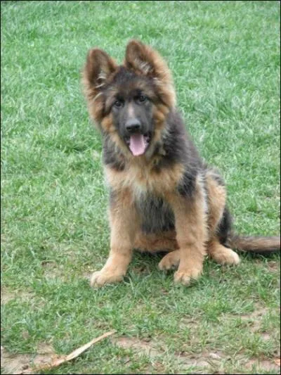 Quelle est la race de Ce chien ?