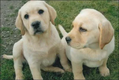 Quelle est la race de Ce chien ?