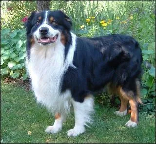 Quelle est la race de Ce chien ?