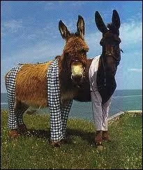 L'ne-culotte existe bel et bien. C'est un roman de Henri Bosco, mais c'est surtout une tradition qui perdure, comme on le voit sur la photo, mais en quel unique endroit de France ?