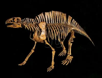 Le Lotosaurus est le seul reprsentant de sa famille dans la classification, laquelle ?