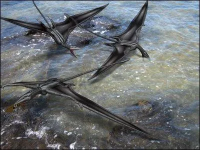 Que mangent ces Eudimorphodons avec leur bec prvu  cet effet ?