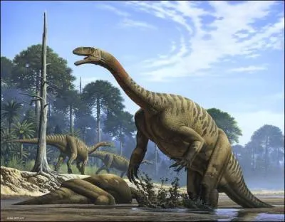 Le Plateosaurus est un sauropode europen. Combien de mtres pouvait-il mesurer ?