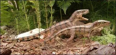 Quel est le nom de ce petit reptile africain de 70 cm, dcouvert par William Kitchen Parker, et dont le nom signifie   l'animal de Parker  ?