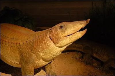 Le Stagonolepis est un reptile qui devait draciner les arbres pour se nourrir,  la manire des sangliers. Combien mesurait-il ?