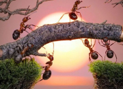 Quiz Histoires de fourmis !