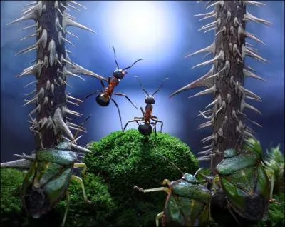 Que font les fourmis (et les punaises) ?