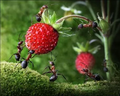 Ces fourmis sont trs occupes !