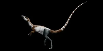 Le sinosauroptéryx était un dinosaure :
