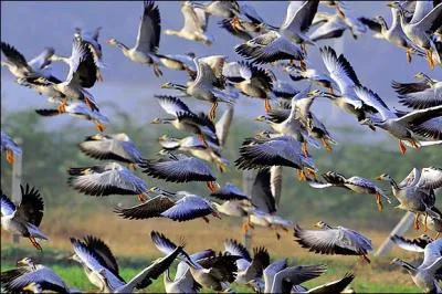 Quels sont ces oiseaux ?