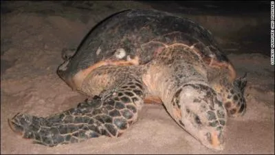 C'est une tortue terrestre !