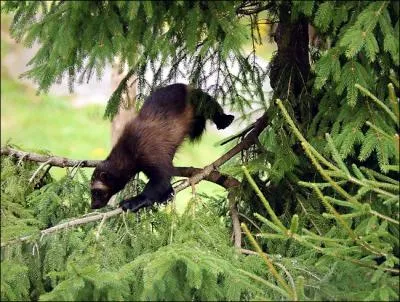 C'est une petite terreur, il n'hsite pas  affronter un ours !