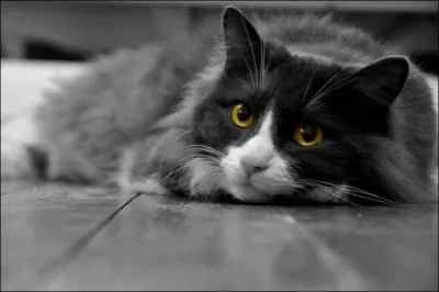 Wow, ce chat est trop mimi ! Mais de quelle couleur sont ses yeux ?