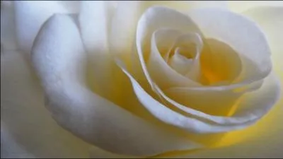 Quel belle fleur de couleur...