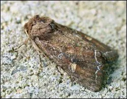 C'est un papillon de nuit, qui sous sa forme de chenille, est nuisible pour les moissons, les choux et de nombreuses plantes potagres, quel est son nom ?