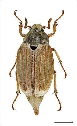 Qu'il soit de la saint-Jean, ou horticole, cet insecte vole entre mai et juin, et peut causer de gros dégâts aux cultures :
