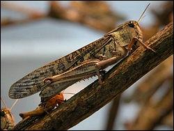 Pelerin, migrateur, nomade ou sénagalais, cet insecte qui sévit en nombre, fait également des ravages :