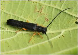 Voici un autre insecte xylophage, celui-ci s'attaque volontiers aux noisetiers, mais il existe aussi des espèces qui se nourrissent de bois dans les maisons ou qui s'attaquent aux Chênes : :