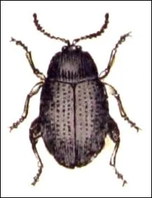 A quelle plante s'attaque l'Altize ?