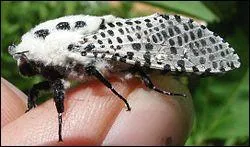 Sur quel arbre le Zeuzre fait-il des ravages ?