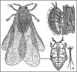 Quelle plante le phyloxra dtruit-il ?