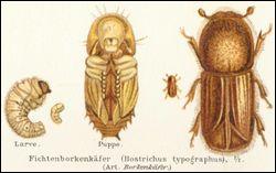 Le Bostrype est un coléoptère ravageur qui peut détruire des forêts entières . On compte 80 000 insectes par arbre infecté. quels sont les arbres qu'il attaque ?