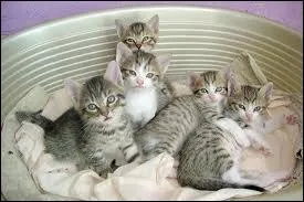 Combien y a-t-il de chats ?