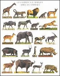 Combien y a-t-il d'animaux ?