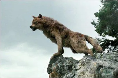 Qui sont les deux loups qui accompagnent Jacob dans sa fuite de la meute ?