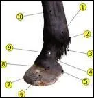 Comment s'appelle la partie du numro 5 ?